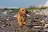 BASSET FAUVE DE BRETAGNE 062